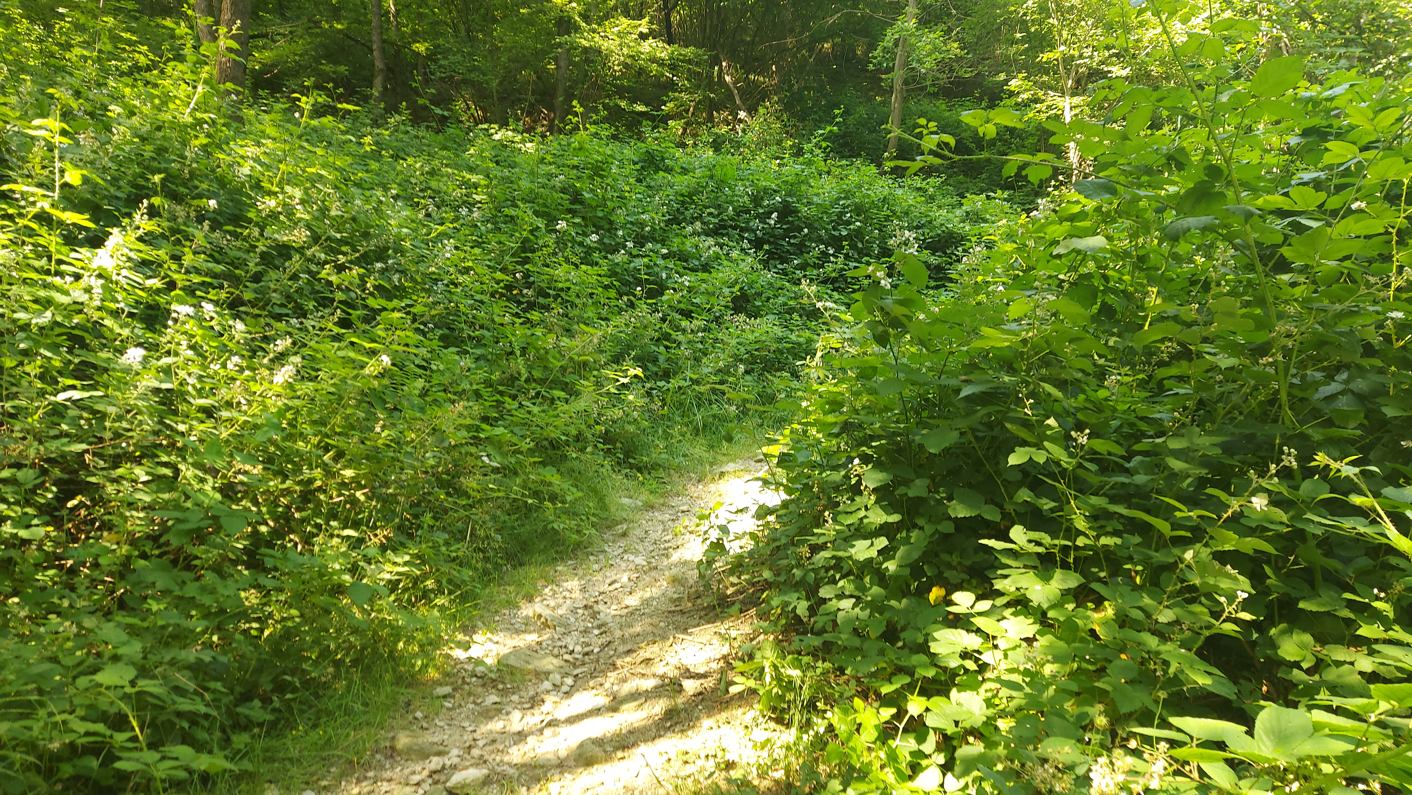 Weg durch wilde Brombeersträucher